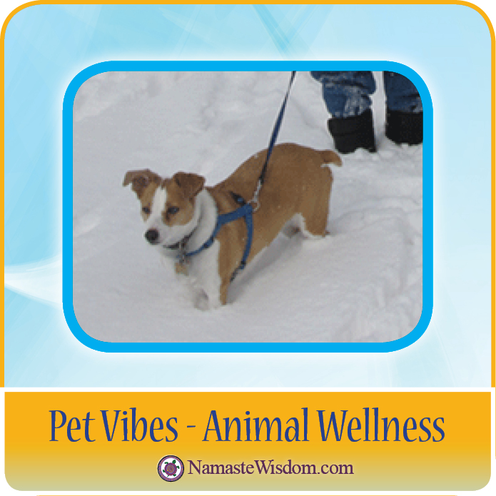 PET VIBES